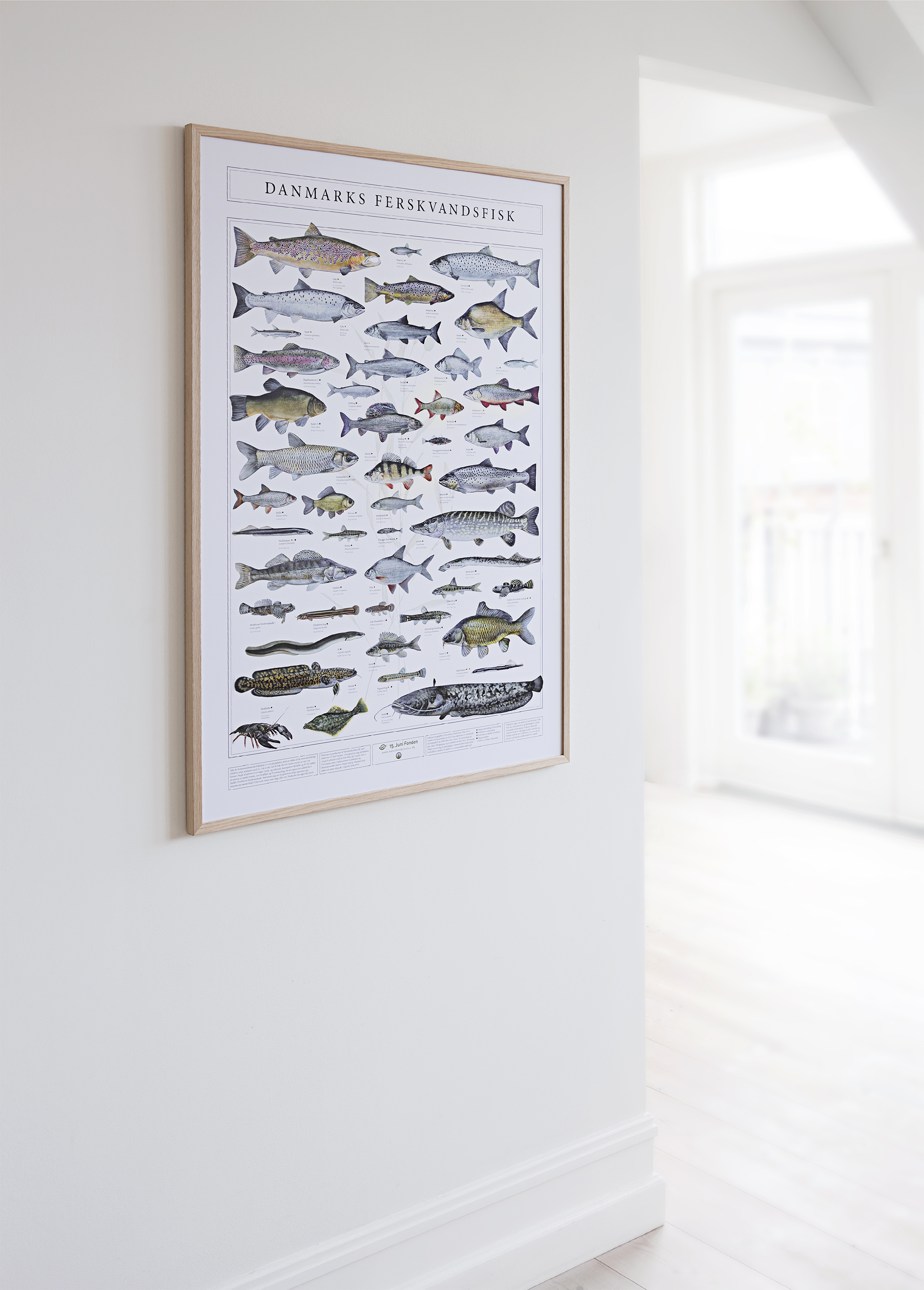 NYHED: første plakat med samtlige Danmarks ferskvandsfisk | NATURBESKYTTELSE.DK