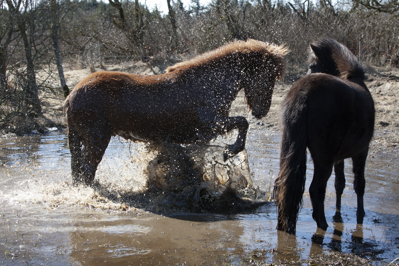 Hest_vand