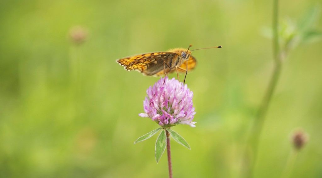 Klitperlemorsommerfugl_voresnatur