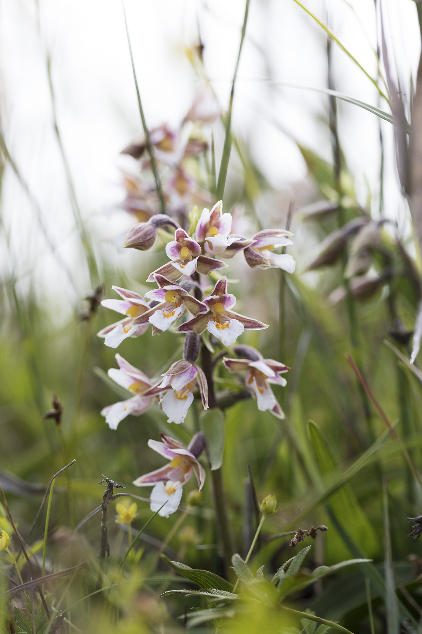 Nyhed : vilde orkidéer plakat | NATURBESKYTTELSE.DK