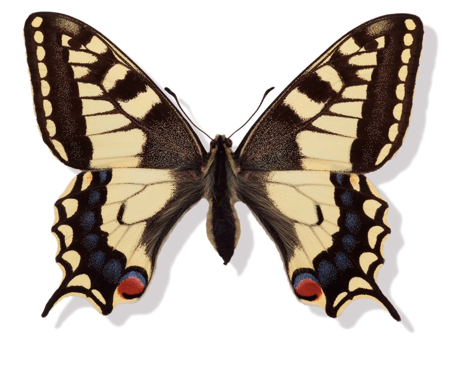 Svalehale Papilio machaon